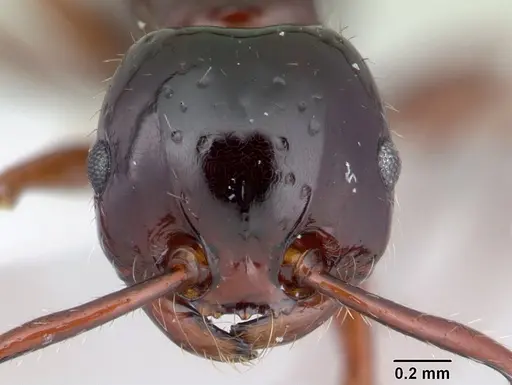 Pristomyrmex quadridens - CASENT0178444