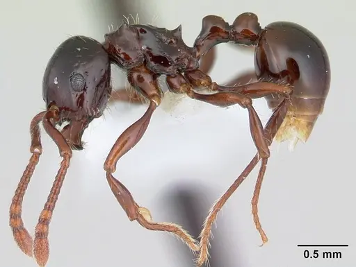 Pristomyrmex quadridens - CASENT0178444