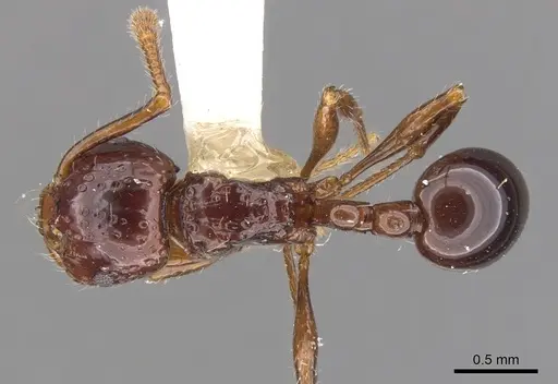 Pristomyrmex quadridens - CASENT0901725