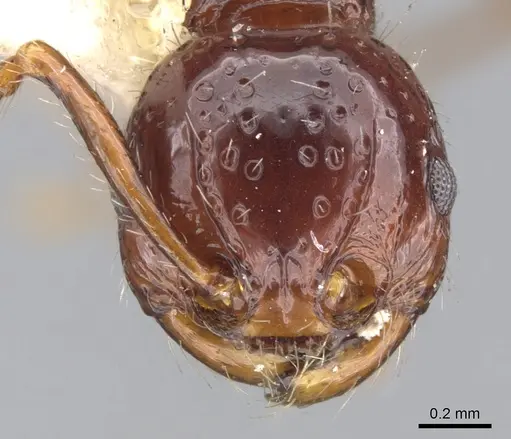 Pristomyrmex quadridens - CASENT0901725