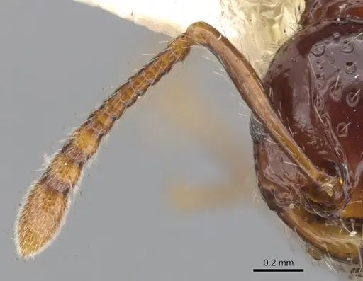 Pristomyrmex quadridens - CASENT0901725