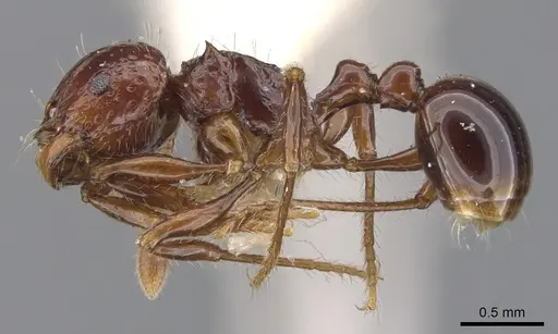 Pristomyrmex quadridens - CASENT0901725