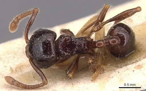 Pristomyrmex quadridens - CASENT0904696