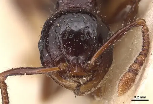 Pristomyrmex quadridens - CASENT0904696