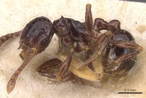 Pristomyrmex quadridens - CASENT0904696