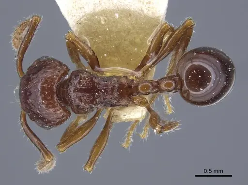 Pristomyrmex quadridens - CASENT0917032