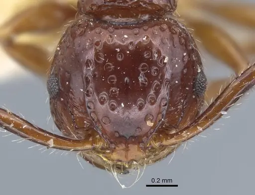 Pristomyrmex quadridens - CASENT0917032