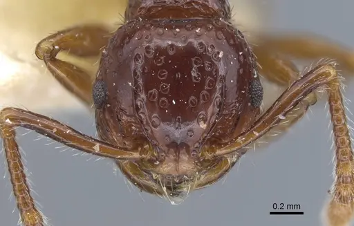 Pristomyrmex quadridens - CASENT0917032