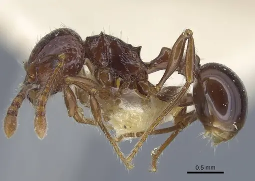 Pristomyrmex quadridens - CASENT0917032