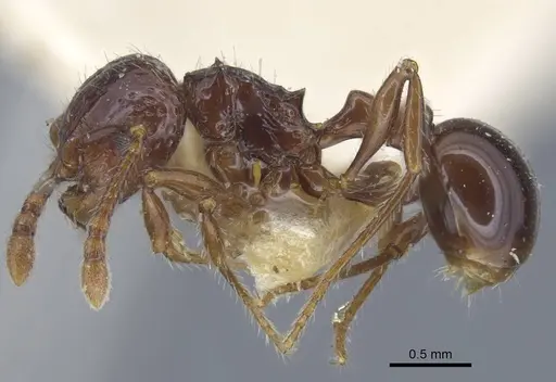 Pristomyrmex quadridens - CASENT0917032