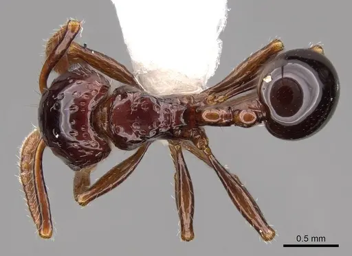 Pristomyrmex quadridens - CASENT0922996