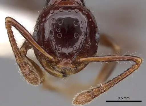 Pristomyrmex quadridens - CASENT0922996