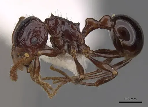 Pristomyrmex quadridens - CASENT0922996