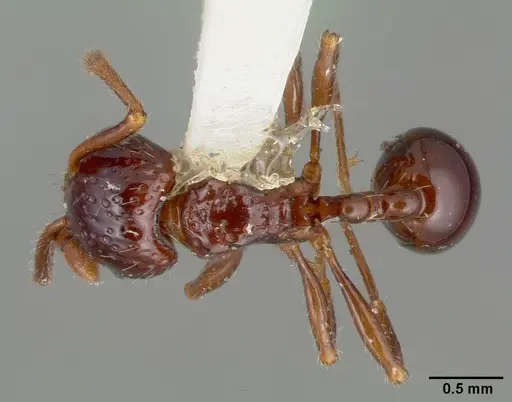 Pristomyrmex quadridens - CASTYPE06941