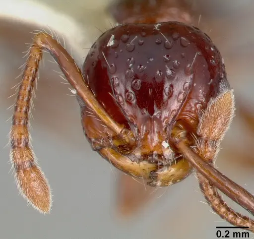 Pristomyrmex quadridens - CASTYPE06941