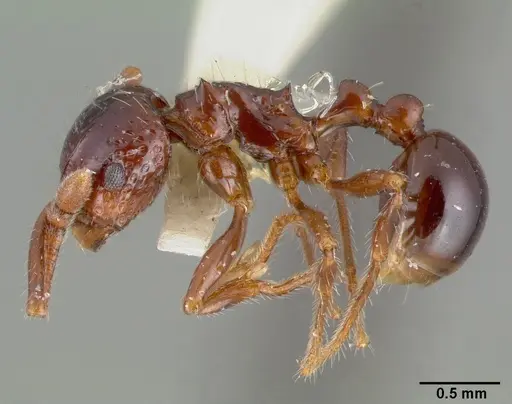 Pristomyrmex quadridens - CASTYPE06941