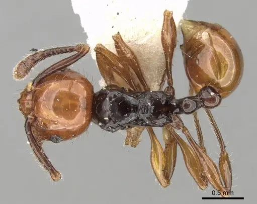 Pristomyrmex quadridentatus specimen