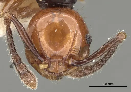 Pristomyrmex quadridentatus specimen
