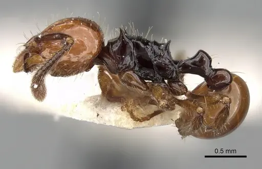 Pristomyrmex quadridentatus specimen