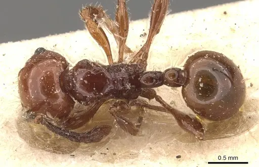 Pristomyrmex quadridentatus - CASENT0908958