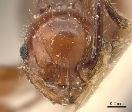 Pristomyrmex quadridentatus - CASENT0908958