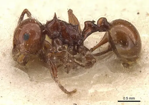 Pristomyrmex quadridentatus - CASENT0908958