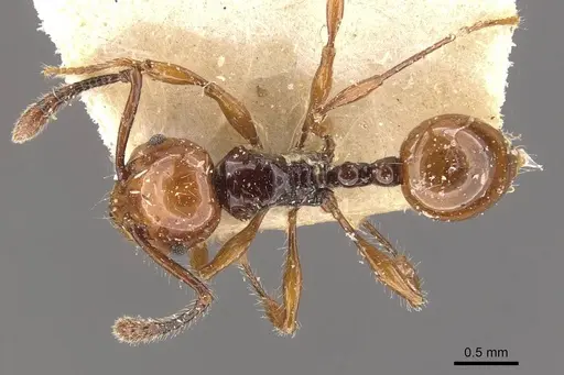 Pristomyrmex quadridentatus - CASENT0908959