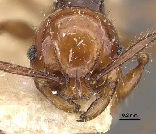 Pristomyrmex quadridentatus - CASENT0908959
