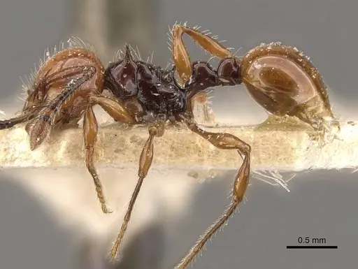 Pristomyrmex quadridentatus - CASENT0908959