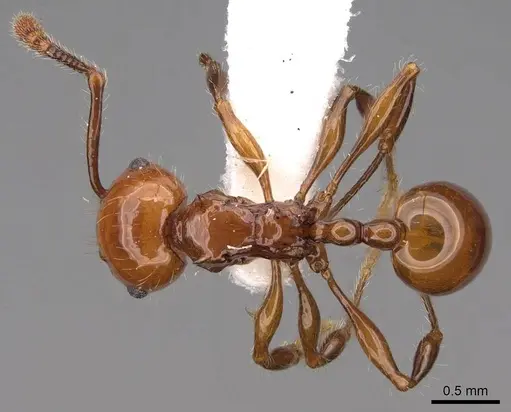 Pristomyrmex quadridentatus - CASENT0922998