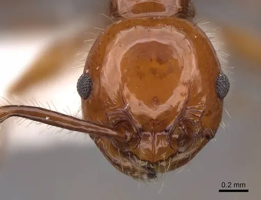 Pristomyrmex quadridentatus - CASENT0922998