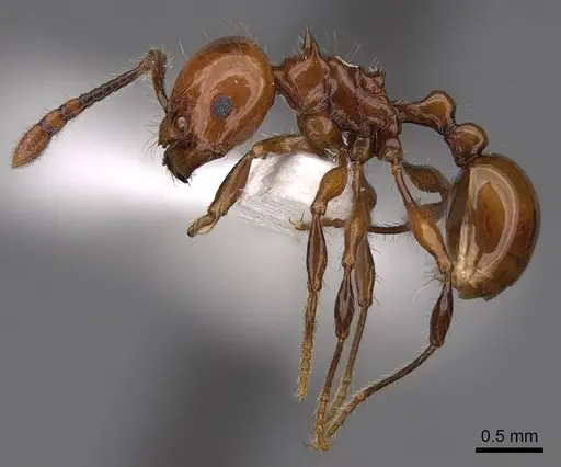 Pristomyrmex quadridentatus - CASENT0922998