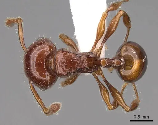 Pristomyrmex quadridentatus - CASENT0922999