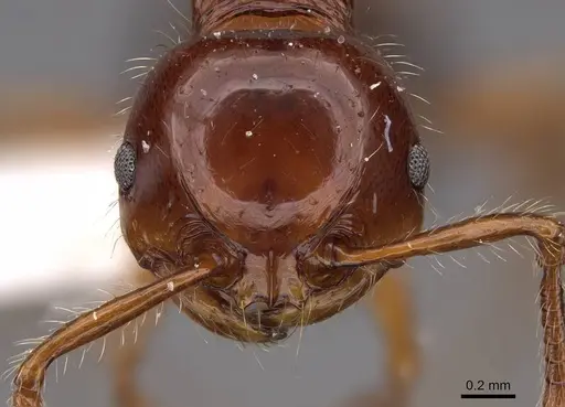 Pristomyrmex quadridentatus - CASENT0922999