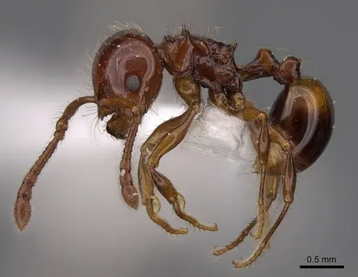 Pristomyrmex quadridentatus - CASENT0922999