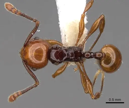 Pristomyrmex quadridentatus - CASENT0923000