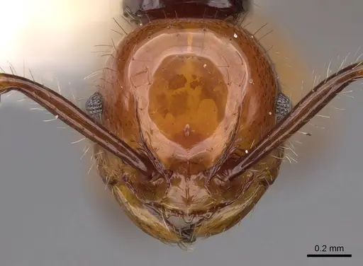 Pristomyrmex quadridentatus - CASENT0923000