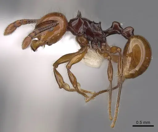 Pristomyrmex quadridentatus - CASENT0923000