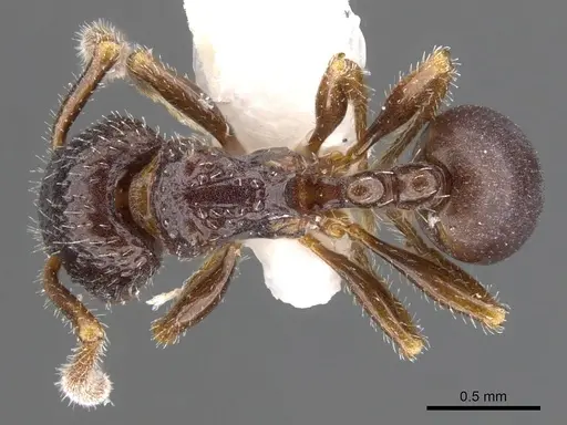 Pristomyrmex quindentatus specimen