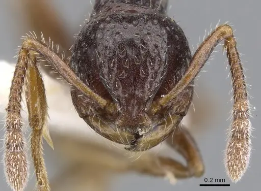 Pristomyrmex quindentatus specimen