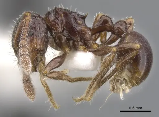 Pristomyrmex quindentatus specimen