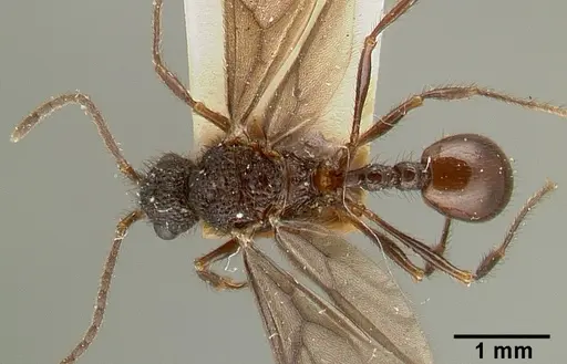 Pristomyrmex reticulatus specimen