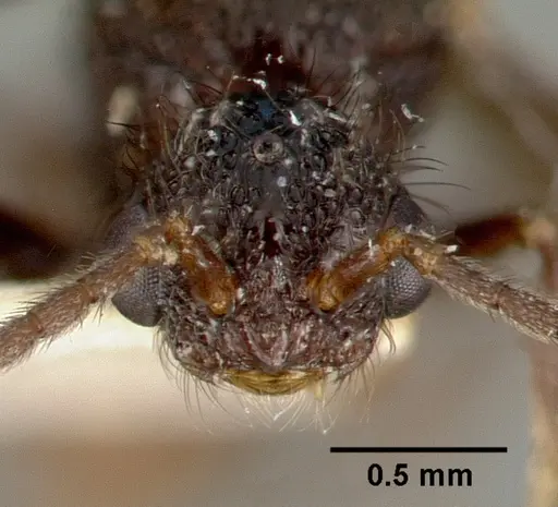 Pristomyrmex reticulatus specimen