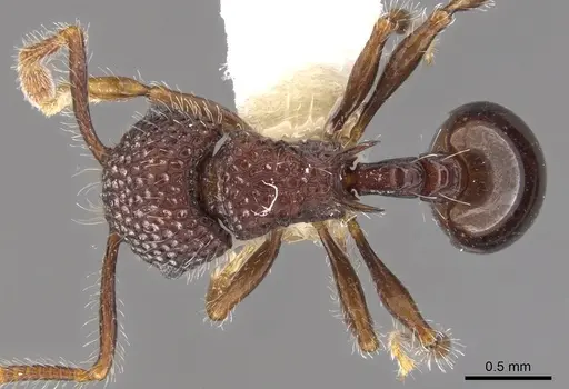 Pristomyrmex rigidus specimen