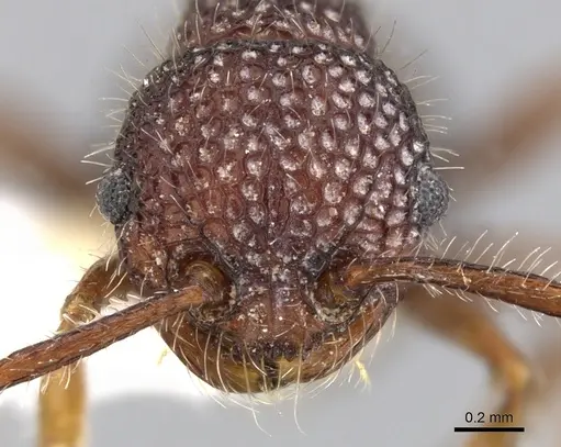 Pristomyrmex rigidus specimen