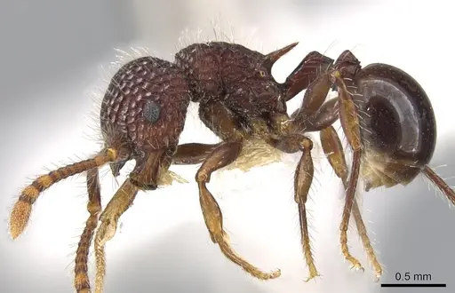 Pristomyrmex rigidus specimen