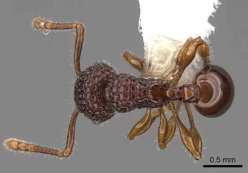 Pristomyrmex rigidus - CASENT0922997
