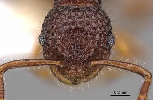 Pristomyrmex rigidus - CASENT0922997