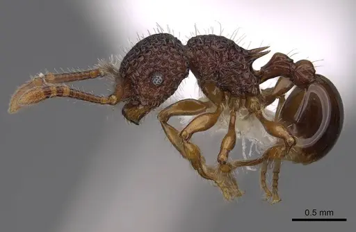 Pristomyrmex rigidus - CASENT0922997