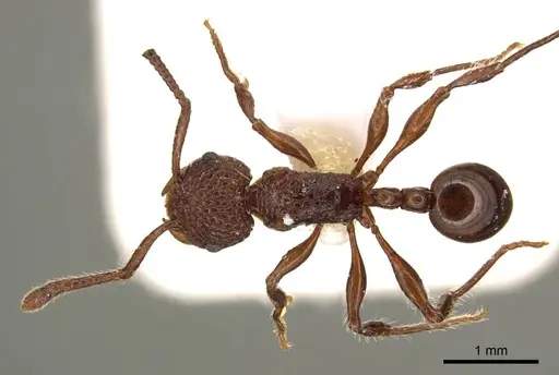Pristomyrmex rugosus specimen